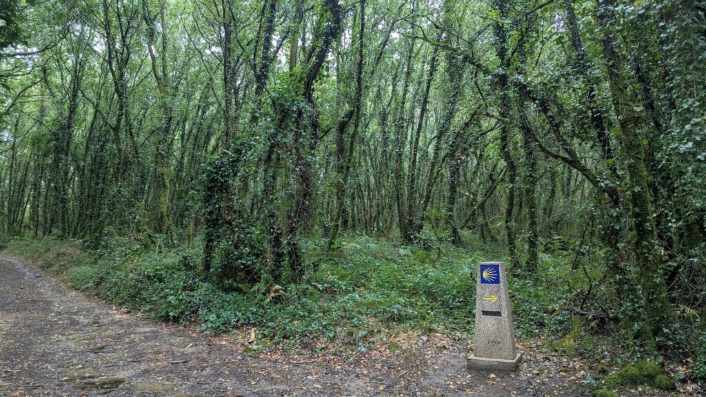 Camino Inglés a Santiago desde Ferrol: recuperando la autenticidad