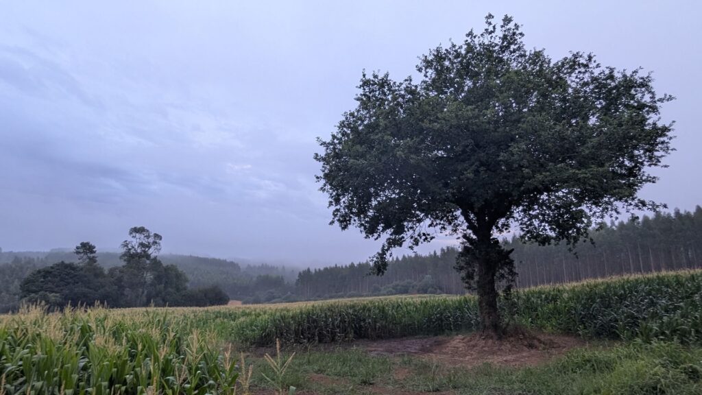 Camino Inglés a Santiago desde Ferrol: recuperando la autenticidad